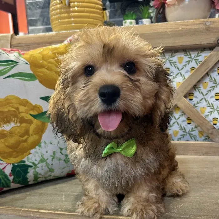 Petland North Kansas City Picture 8