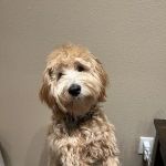 Petco