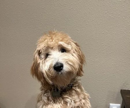 Petco