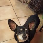 Glen Rock Veterinary Hospital