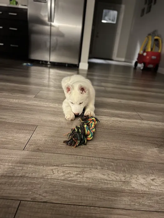 Petland Lee's Summit Picture 3