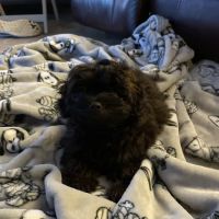 Petland Lee's Summit ico