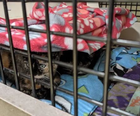 Petco