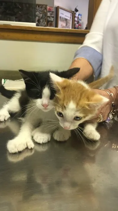 Clifton Dog & Cat Hospital Picture 9