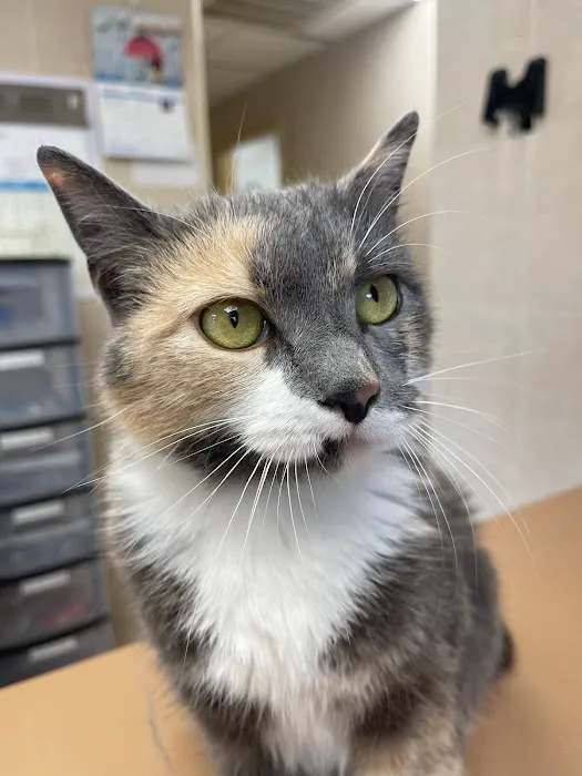Lincoln Avenue Cat & Dog Hospital Picture 3
