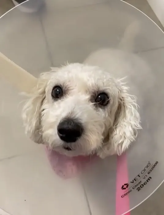 Animal Hospital Of Perth Amboy Picture 3