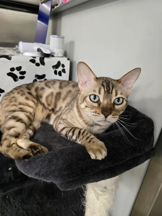 Animal Hospital Of Perth Amboy Picture 7