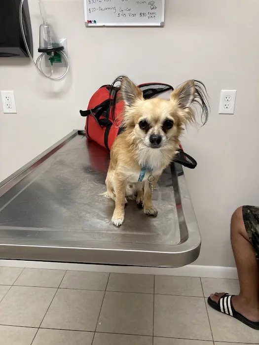 Animal Hospital Of Perth Amboy Picture 8