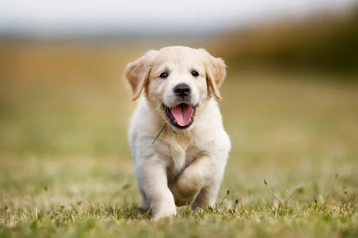 Petland Overland Park Picture 5