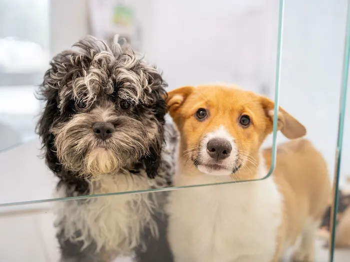 Petland Overland Park Picture 9