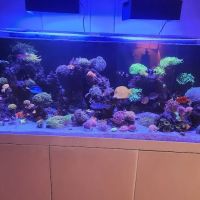 KC Fish Aquariums ico