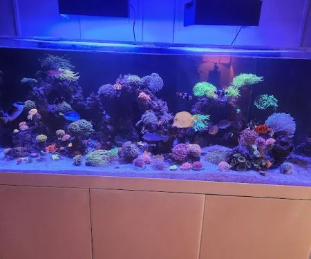 KC Fish Aquariums