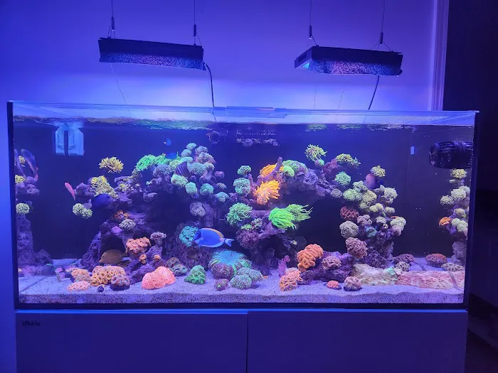 KC Fish Aquariums Picture 4