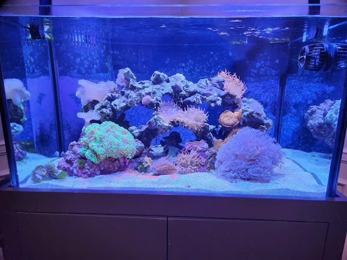 KC Fish Aquariums Picture 7
