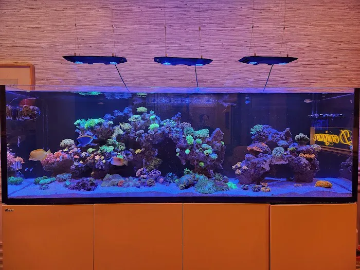 KC Fish Aquariums Picture 9