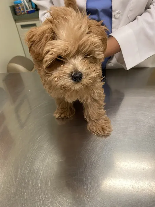 Woodbridge Veterinary Group Picture 5