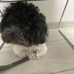 Garden State Veterinary Services Woodbridge