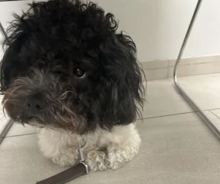 Garden State Veterinary Services Woodbridge