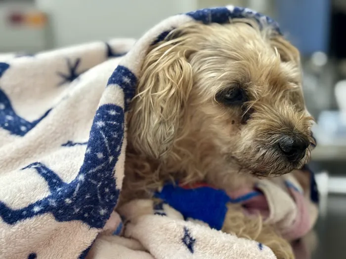 Garden State Veterinary Services Woodbridge Picture 7