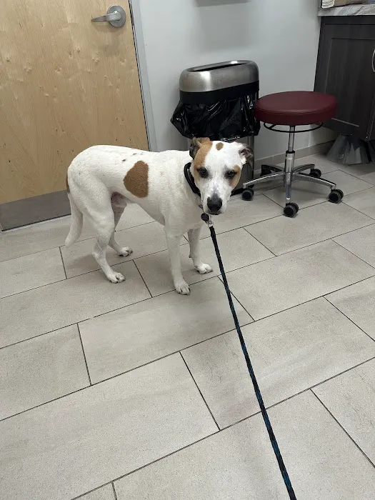 Animal Dermatology Clinic Picture 4