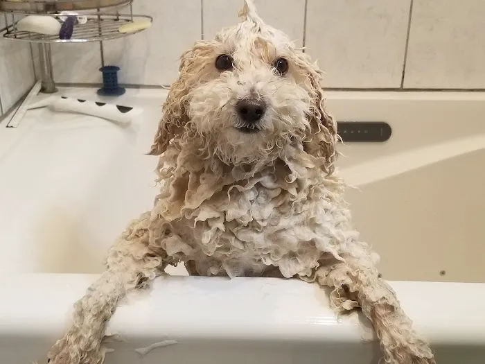 Animal Dermatology Clinic Picture 8