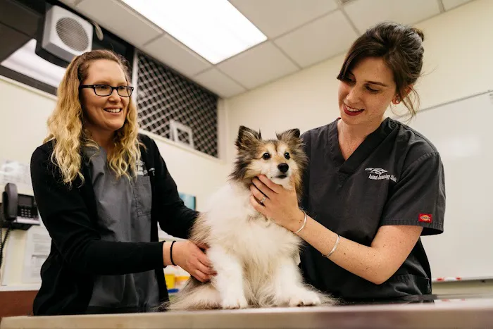 Animal Dermatology Clinic Picture 10
