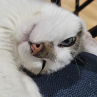 Hopelawn Animal Clinic ico