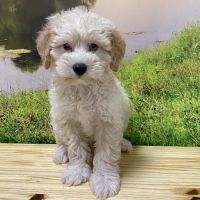 Summit Zoo Pets ico