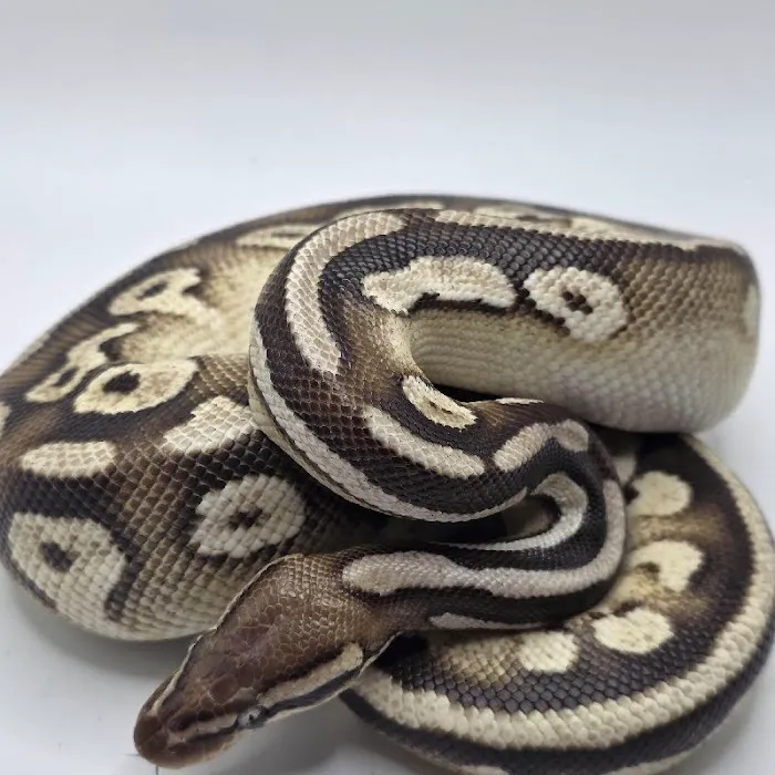 Summit Zoo Pets Picture 6