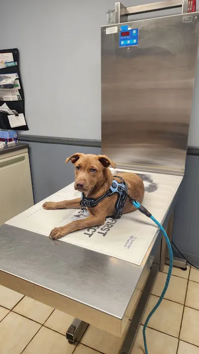 Animal Hospital of Sayreville Picture 3