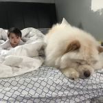 Banfield Pet Hospital