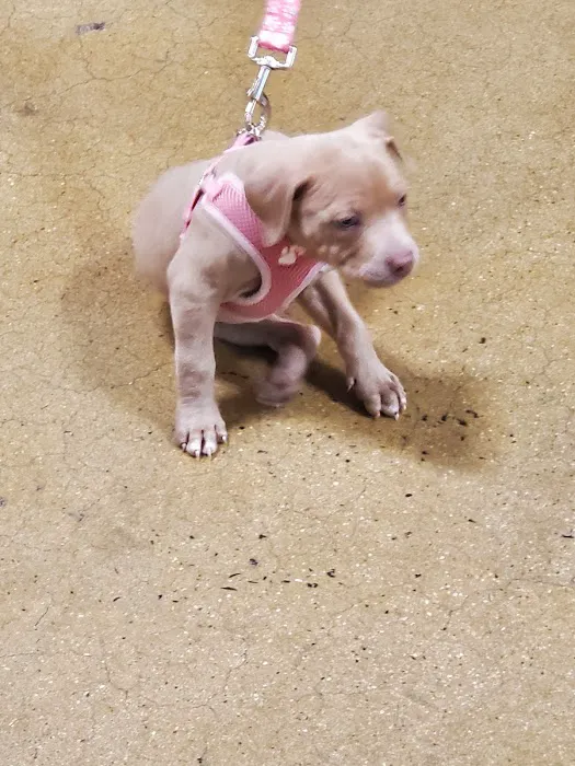 Banfield Pet Hospital Picture 9
