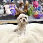 Petland Blue Springs