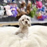 Petland Blue Springs ico