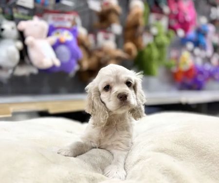 Petland Blue Springs
