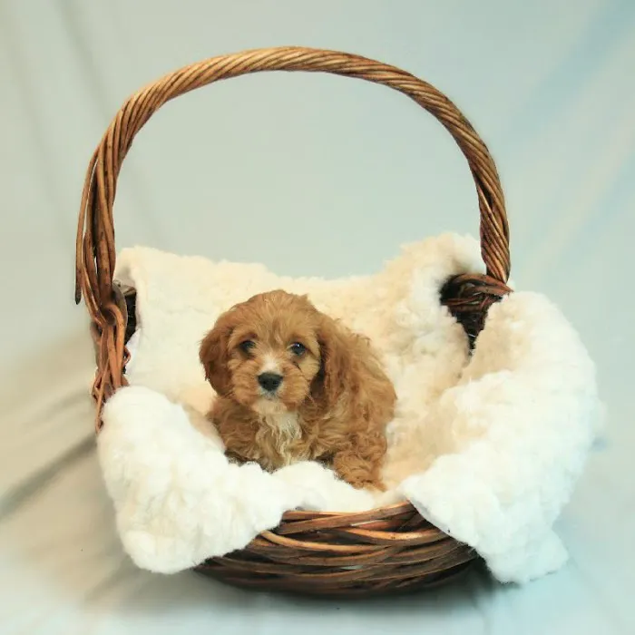 Petland Blue Springs Picture 10