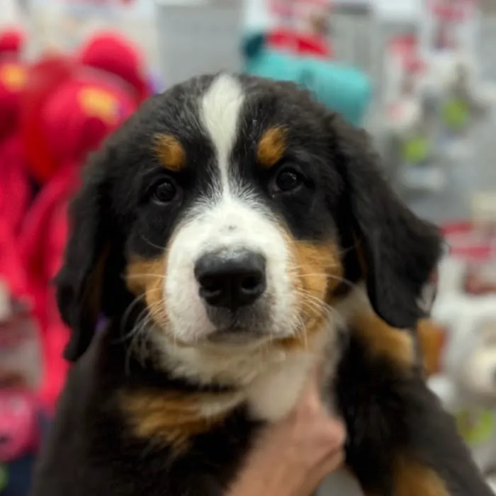 Petland Blue Springs Picture 6