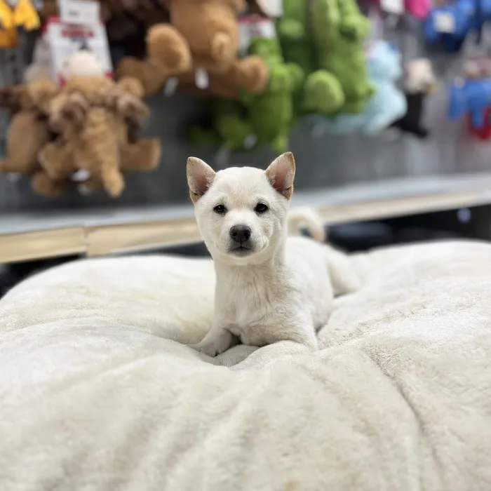Petland Blue Springs Picture 7