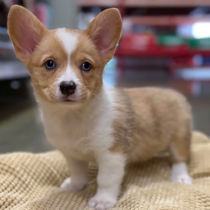 Petland Blue Springs Picture 5