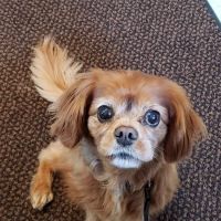 VCA Iselin Animal Hospital ico