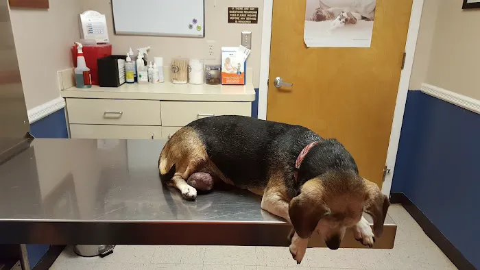 VCA Iselin Animal Hospital Picture 6