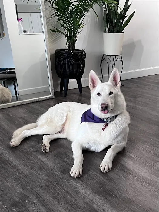 VCA Iselin Animal Hospital Picture 10