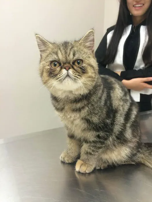 Union Animal Hospital Picture 2