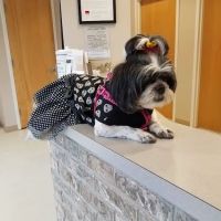 Union Animal Hospital ico