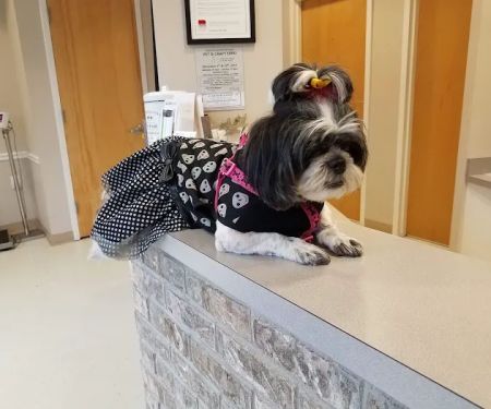 Union Animal Hospital