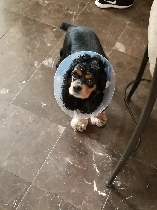 Union Animal Hospital Picture 3