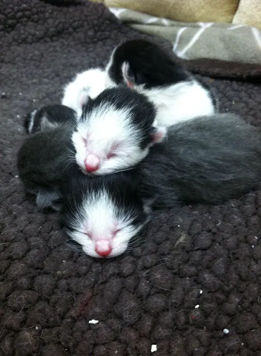 Union Animal Hospital Picture 10