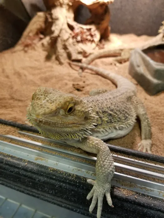 GoLizards Grooming, Boarding and Daycare Picture 1