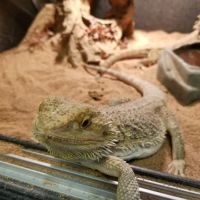 GoLizards Grooming, Boarding and Daycare ico