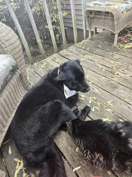 GoLizards Grooming, Boarding and Daycare Picture 4